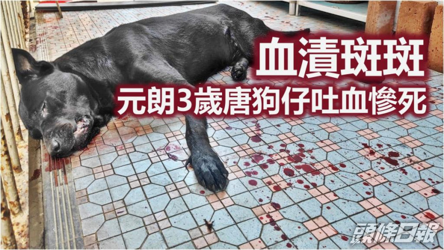元朗橫洲3歲唐狗吐血 倒斃血泊疑遭毒殺