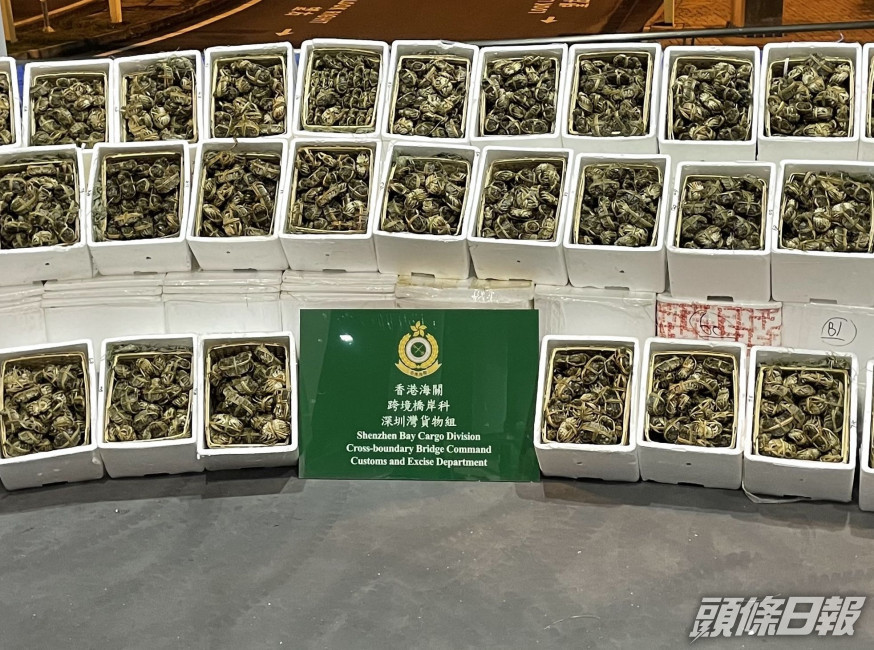 檢獲的懷疑走私大閘蟹。政府新聞處圖片