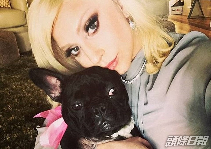 Lady Gaga懸紅50萬美元尋犬。IG圖片