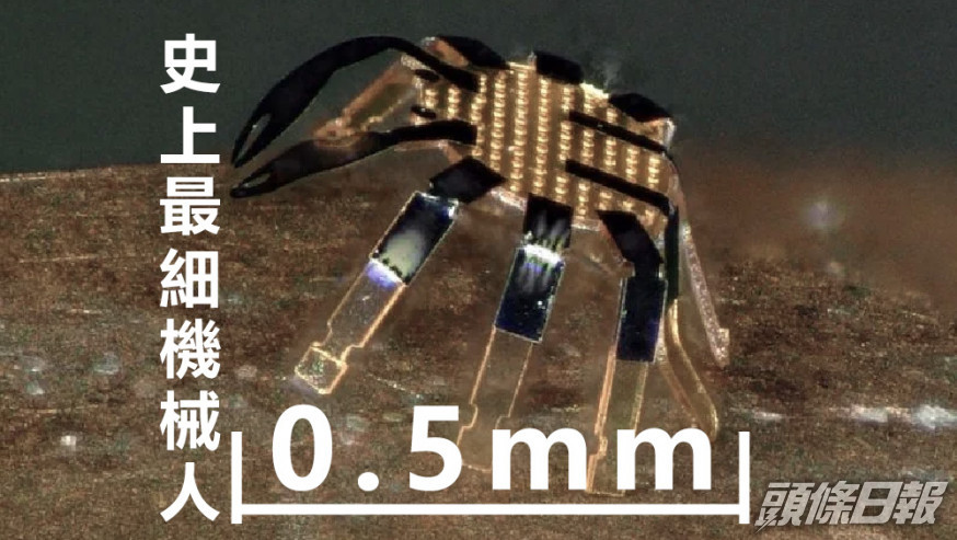 「迷李蟹」只有半毫米闊。互聯網圖片
