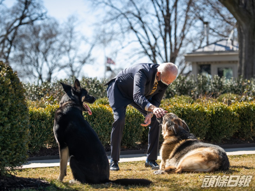 「少校」是拜登養的兩條德國牧羊犬中較小的一條。白宮圖片