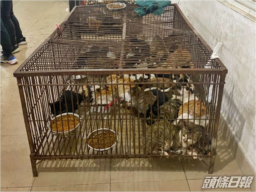 網傳江門禽畜市場有商戶正在販賣被盜貓隻。網圖
