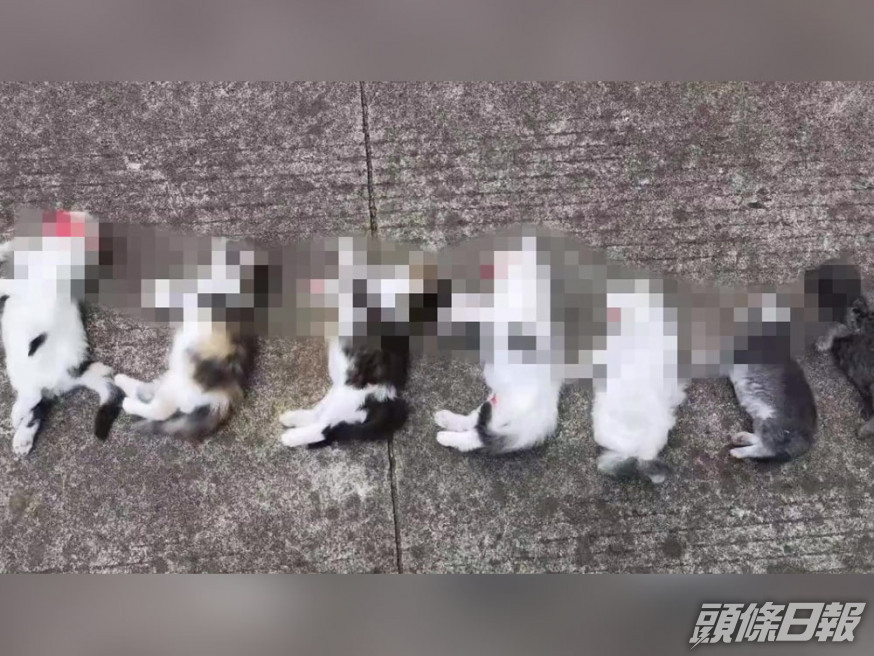 江蘇女子申訴家中7隻小貓被前男友摔死。