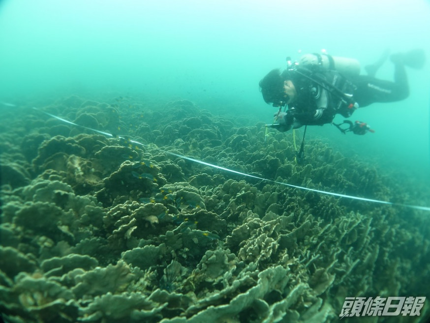 珊瑚礁普查員進行珊瑚調查。政府新聞處圖片