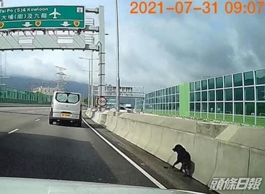 疑迷路黑唐狗受驚,瑟縮路中石壆。網上圖片