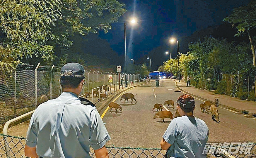 警方及漁護署以網欄包圍捕捉野豬避孕。