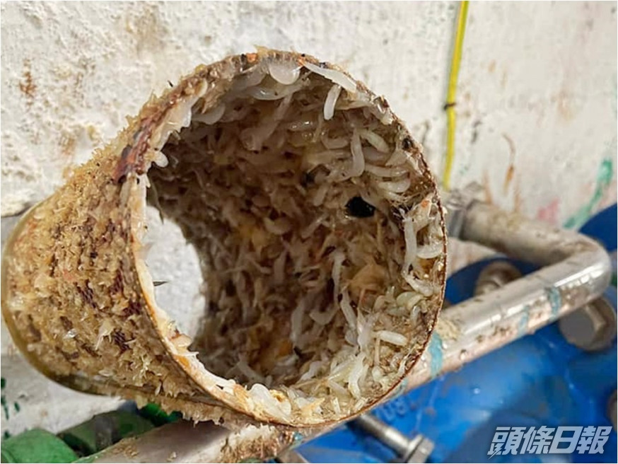 屯門良景邨的鹹水喉管驚現「蝦仔」。黃麗嫦區議員FB圖片