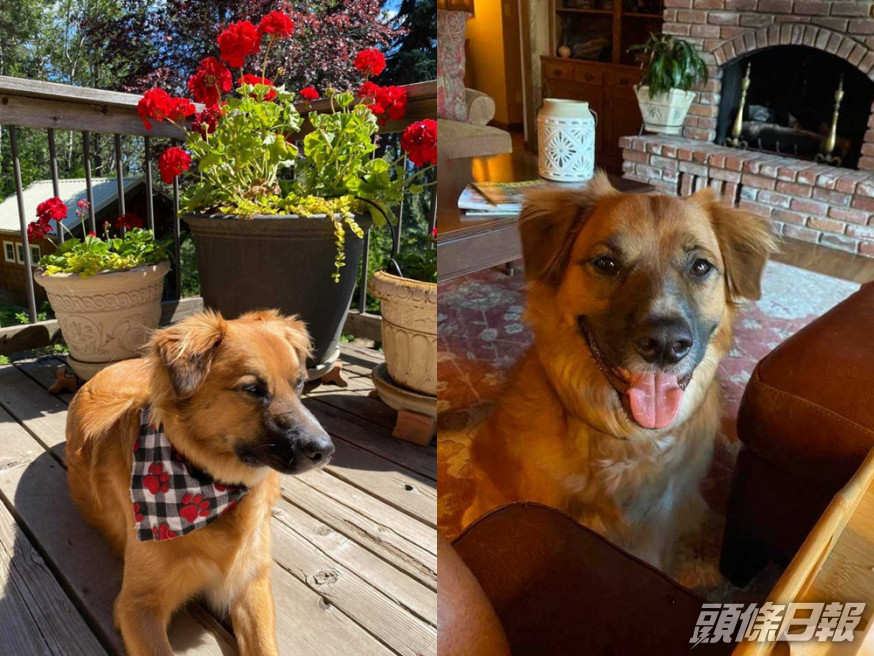 牧羊犬Tilly遇上車禍失蹤兩天,期間竟在附近農場幫忙放牧。網圖