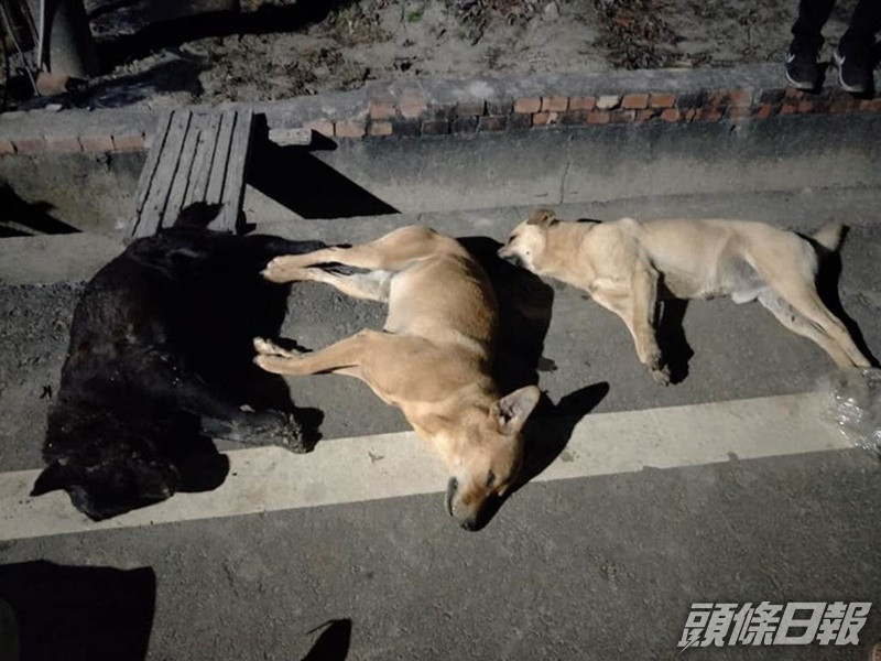 一周7流浪犬離奇死亡網民冀揪出落毒兇手為狗狗申冤 頭條日報