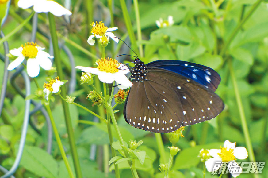 南丫島發現斑蝶群聚地點，八成是藍點紫斑蝶。
