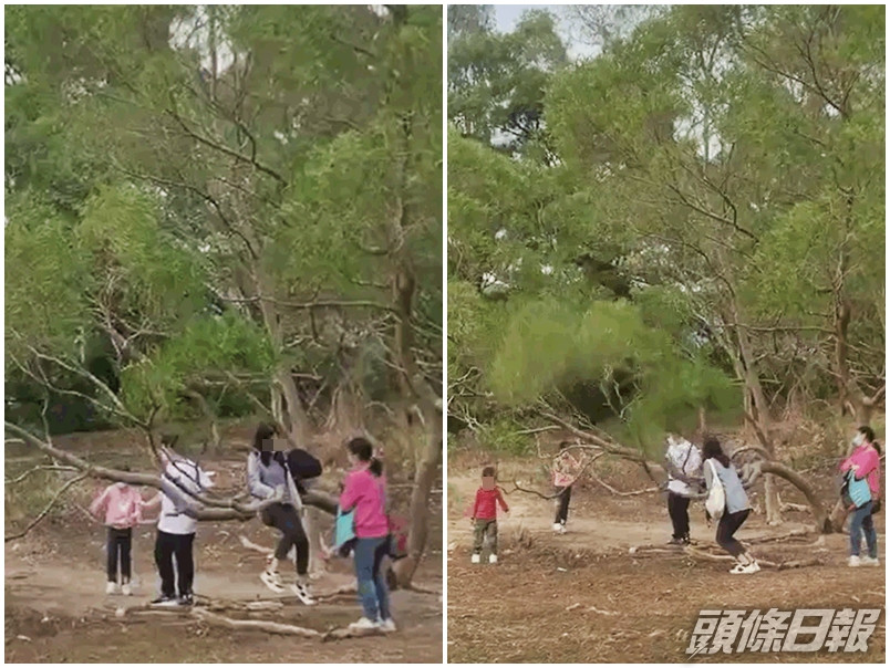 一名母親騎上樹枝用力搖,甚至慫恿其子女有樣學樣。「生仔要考牌系列」Facebook圖片