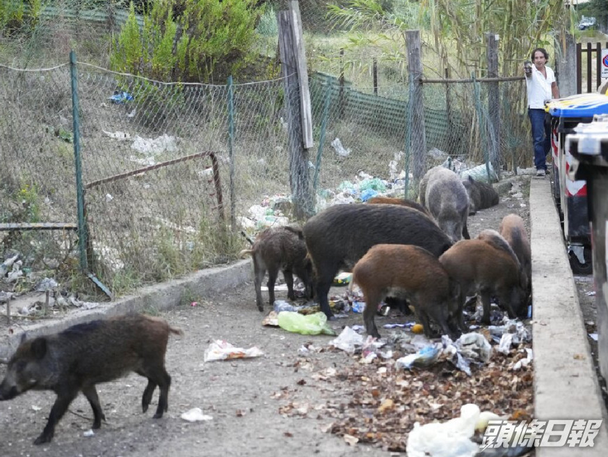 在意大利羅馬街頭經常有野豬聯群結隊覓食。 (美聯社)