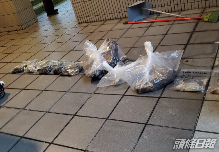 深井今年初有動物被高處擲下。資料圖片