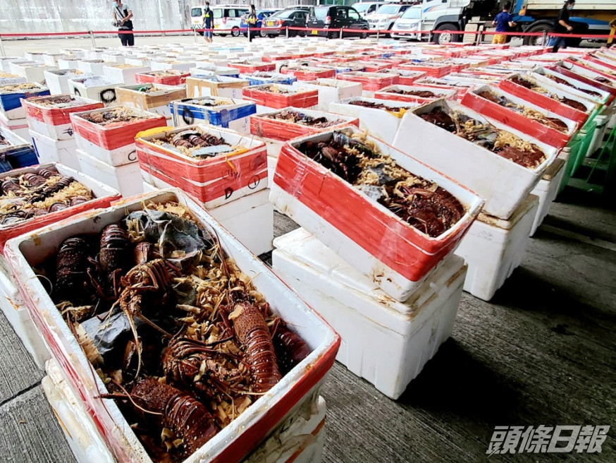 海關檢逾200噸未申報澳洲龍蝦。