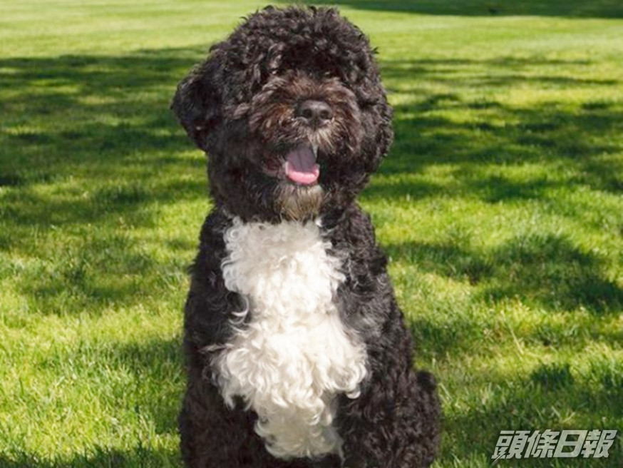 奧巴馬的愛犬阿博(Bo)因為癌病離世。michelleobama IG