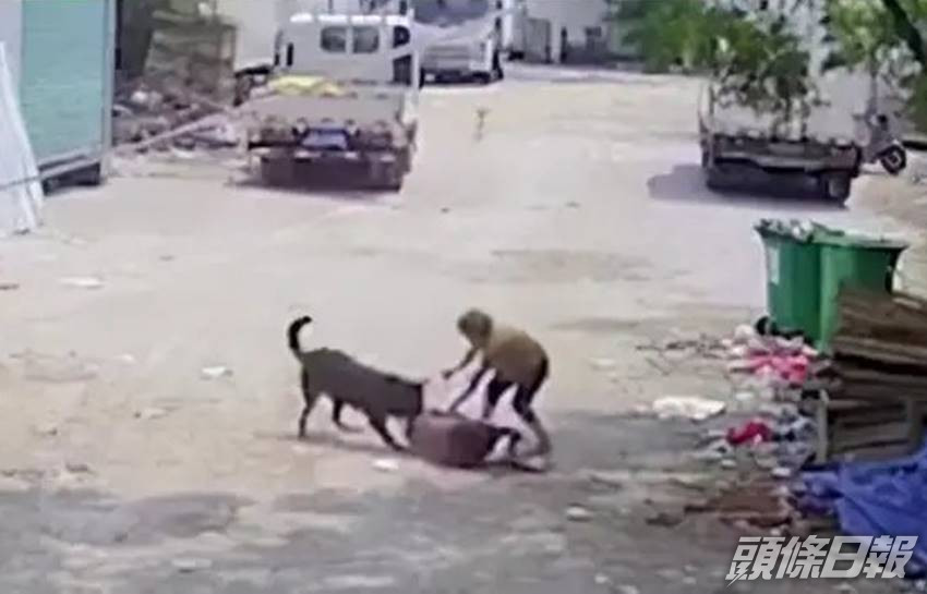 死者被黑狗咬住頭頸。互聯網圖片