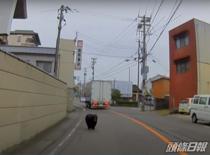 日本今年「熊出沒」頻繁。網圖