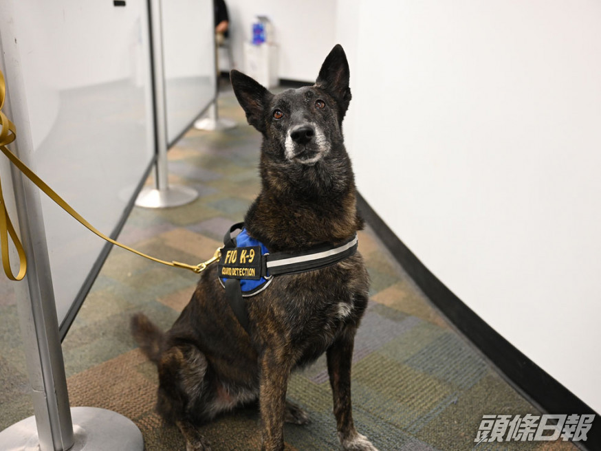 其中一隻在邁阿密機場工作的搜索犬。網圖