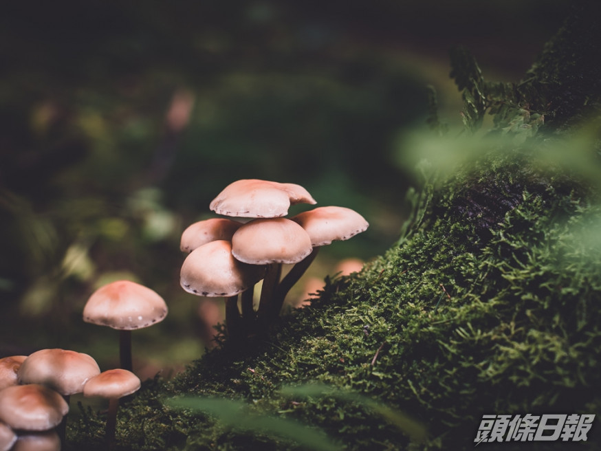 男子將可以產生迷幻作用的蘑菇煮沸,注射至靜脈內。Unsplash圖片