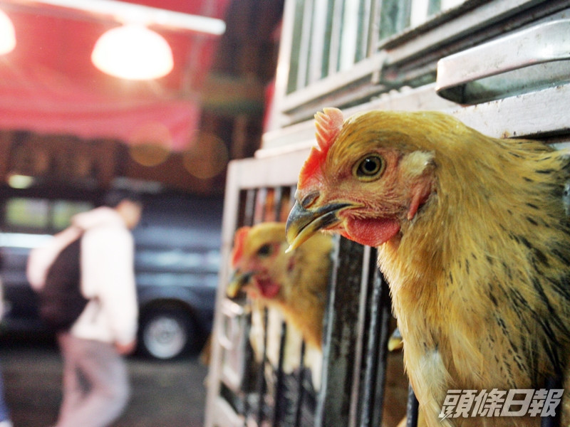 波蘭部分地區爆發H5N8禽流感,食安中心即時指示業界暫停上述地區進口禽肉及禽類產品。資料圖片(示意圖)