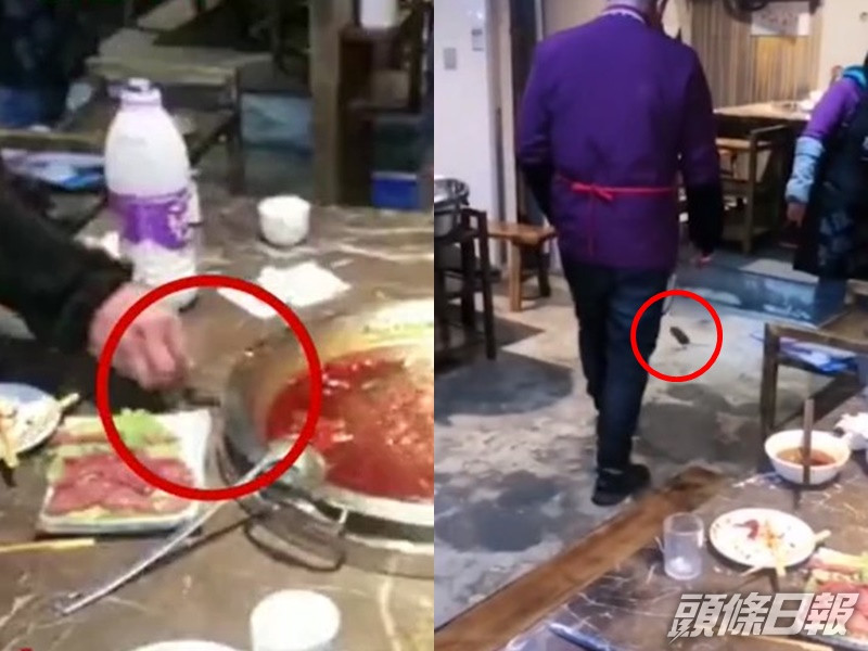 老鼠突然從高處跌下掉在枱上的鍋邊。網圖
