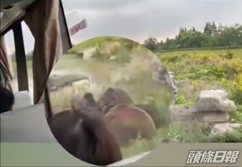 熊群撕咬飼養員的身體。網上圖片