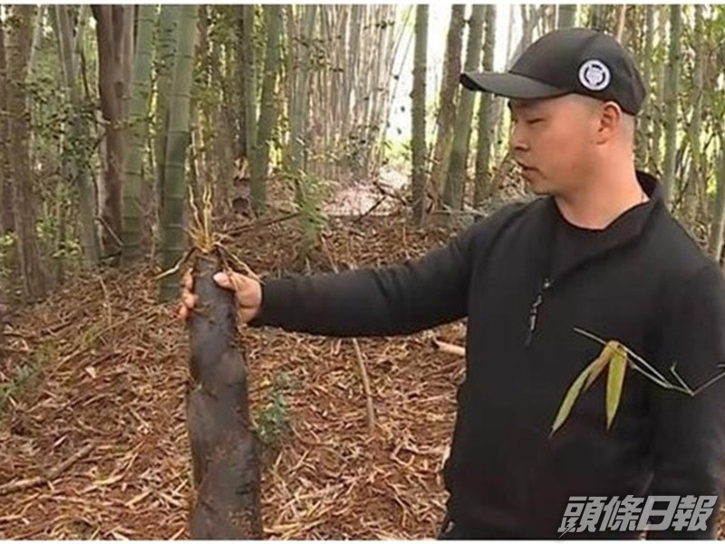 張男被破壞的楠竹竹筍,經濟價值超過萬元。網圖