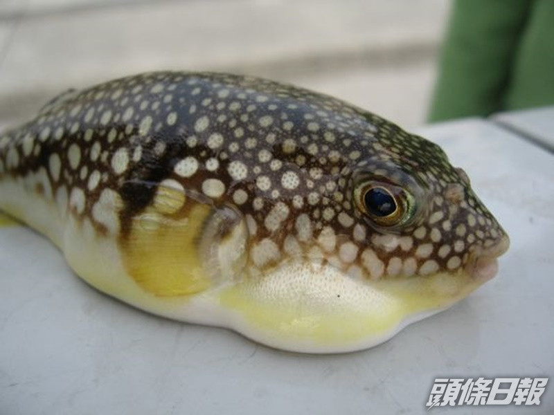 72歲男子於在家中進食在本港捕獲並經烹煮的河豚後食物中毒。網圖