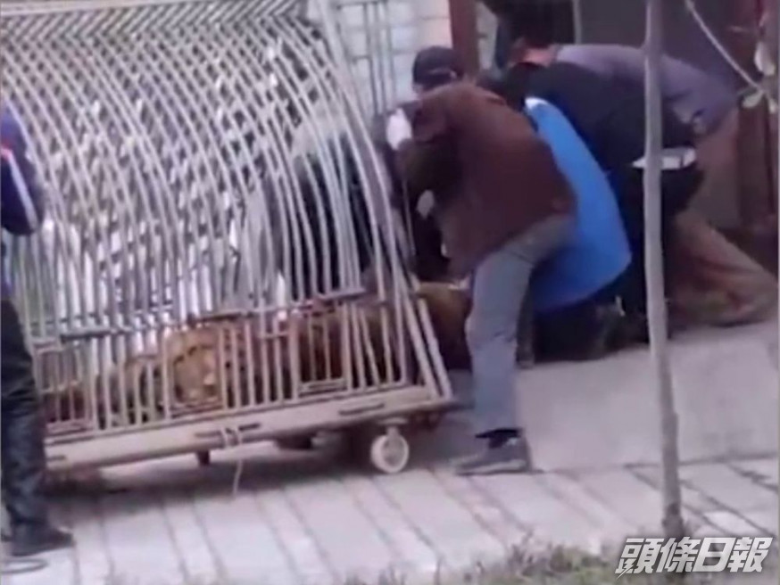 動物園工人轉運老虎時被咬傷。