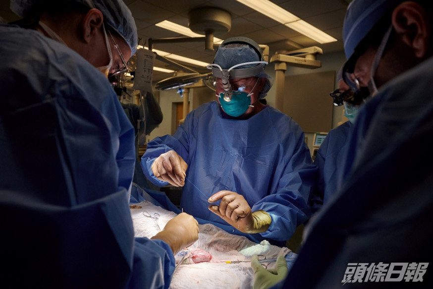 美國有研究團隊成功將豬腎移植人體,成全球首例。REUTERS圖片