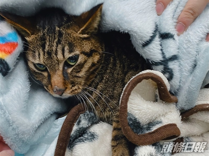 「小虎」獲救後精神萎靡但幸無外傷。網圖