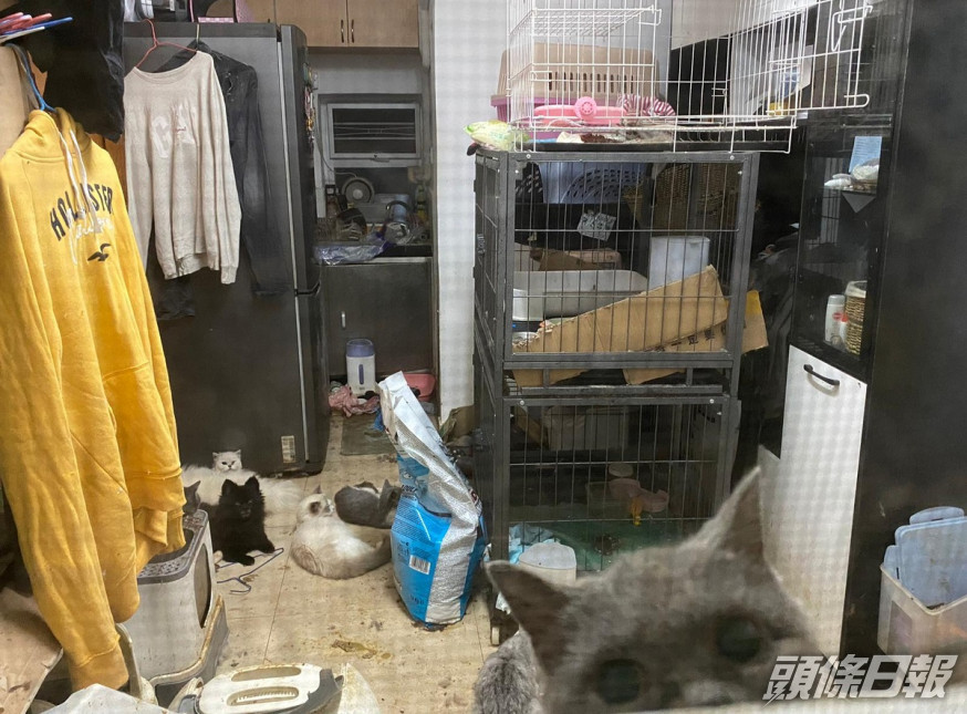 坪輋獅頭嶺村一村屋疑被闢作貓狗繁殖場。毛孩守護者提供