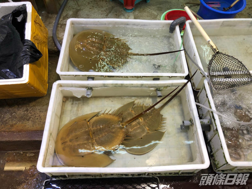 現時本港尚有至少7間商鋪銷售或展示成年馬蹄蟹。