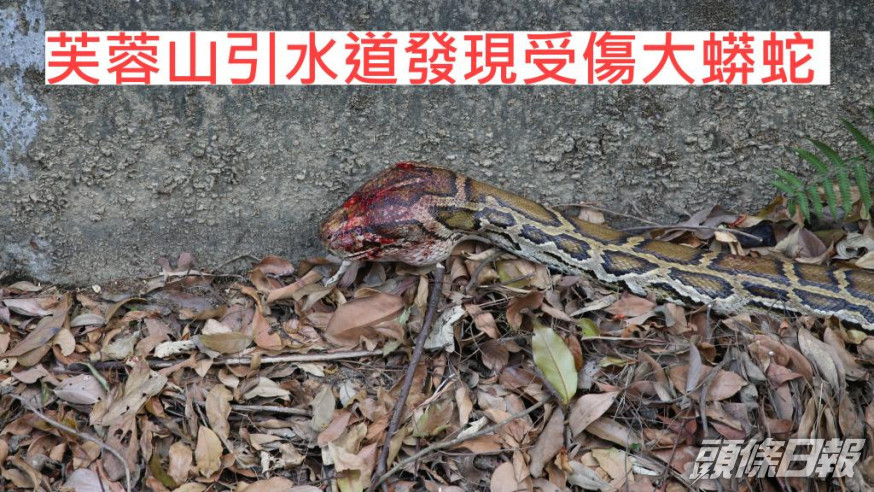 受傷蟒蛇被帶到嘉道理農場治療。