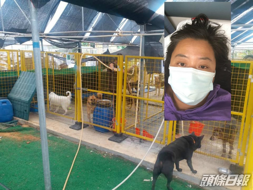 收容所呼籲義工協助照顧動物。Kelly Animals Shelter專頁圖片