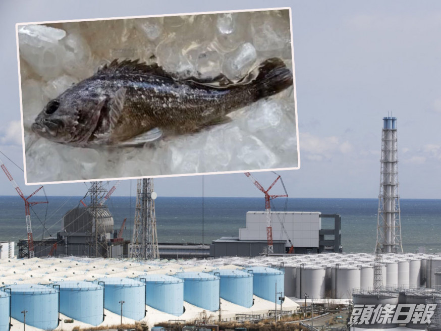 日本禁止福島黑鮋魚上市。