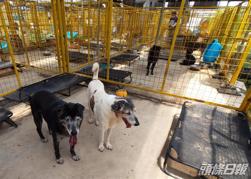 香港關愛動物庇護之家現時照顧約200隻狗及20隻貓。 受訪者提供