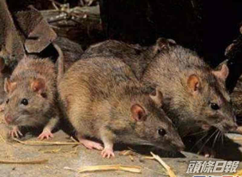 內蒙古發生第2宗鼠疫死亡病例。資料圖片