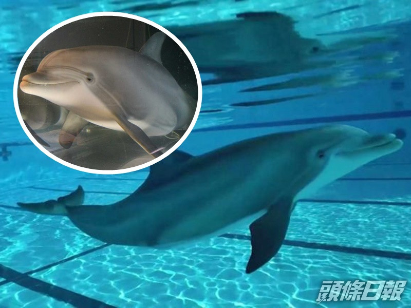 機械海豚超逼真。網圖