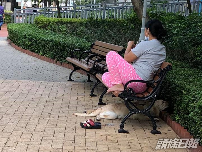 狗狗無聊趴在一旁。外傭僱主必看新聞訊息FB
