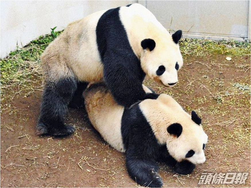 居住於上野動物園的兩隻熊貓近日交配成功,有望再誕熊貓寶寶。上野動物園圖片