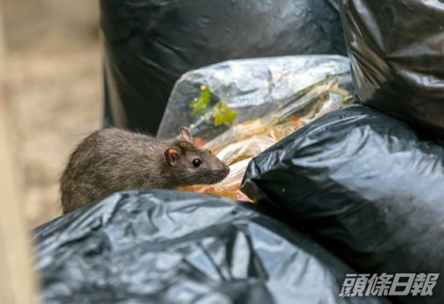 申訴專員主動調查食環署執行防治鼠患工作成效。 資料圖片