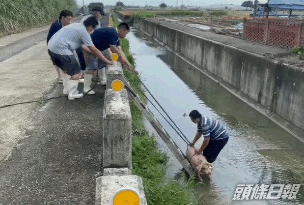 主人想出省力妙招輕易將豬救回上岸。中時