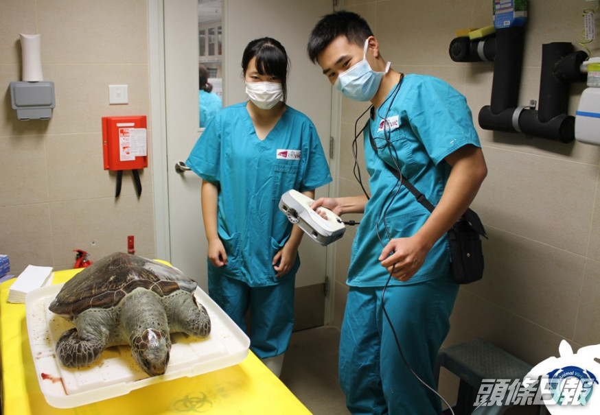 城市大學臨床動物醫學系同海洋污染國家重點實驗室協助漁護署處理兩隻海龜屍體。