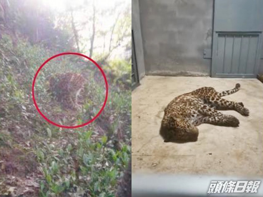 杭州3隻金錢豹於4月19日已經逃脫,但動物園一直隱瞞。網圖