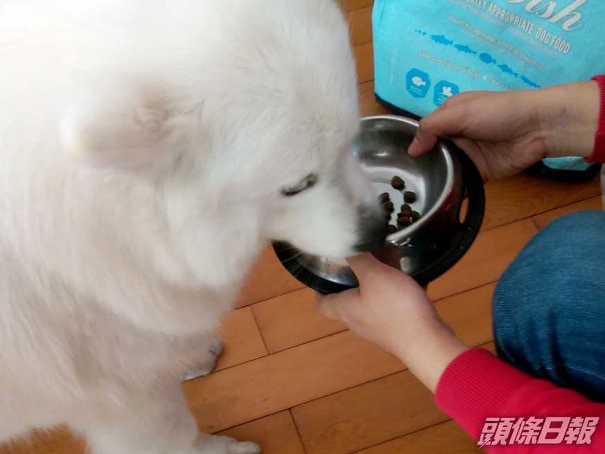 消委會建議消費者餵飼濕糧予狗隻時,應注意6個事項。資料圖片