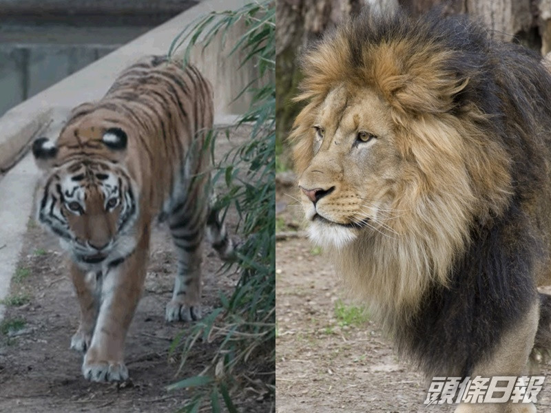 華盛頓國家動物園9獅子老虎證實感染了新冠肺炎。網圖