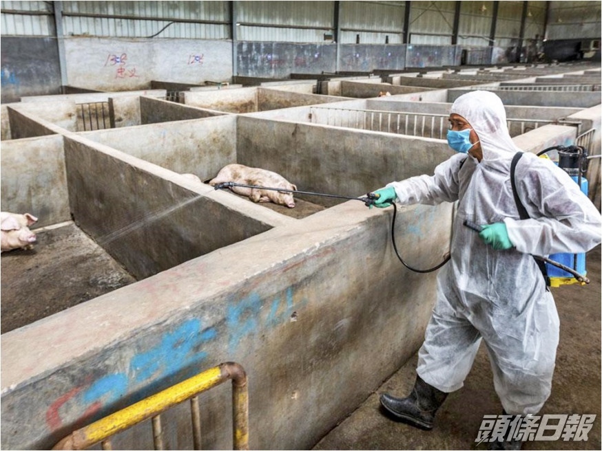 內地有研究發現非洲豬瘟病毒至少有4種變種病毒株。網圖