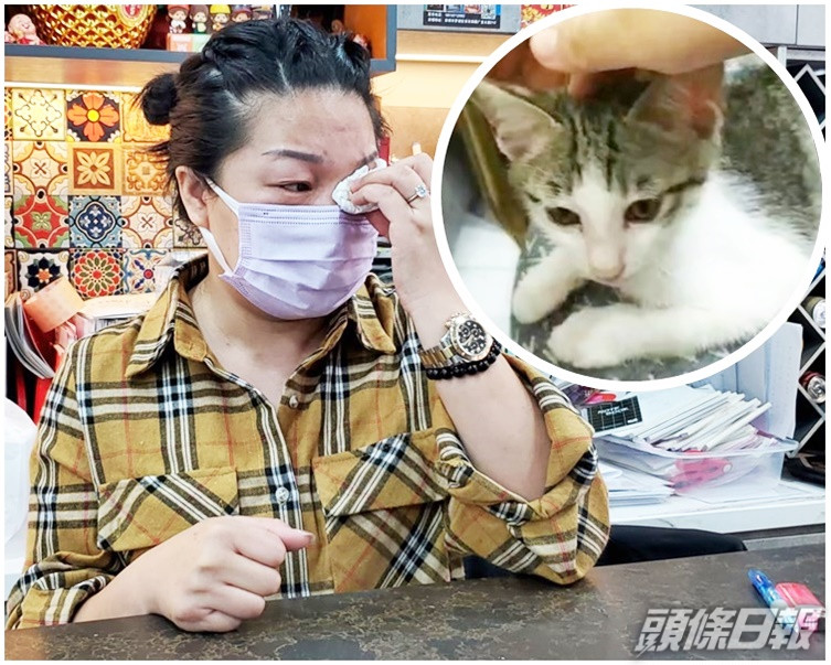 馬太希望涉案人能交還愛貓,不要傷害貓仔「可樂」。