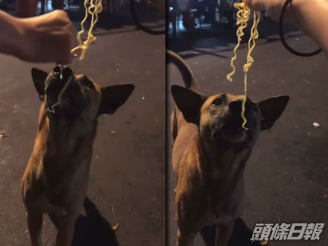 少女即食麵加檸汁整蠱流浪狗。影片截圖